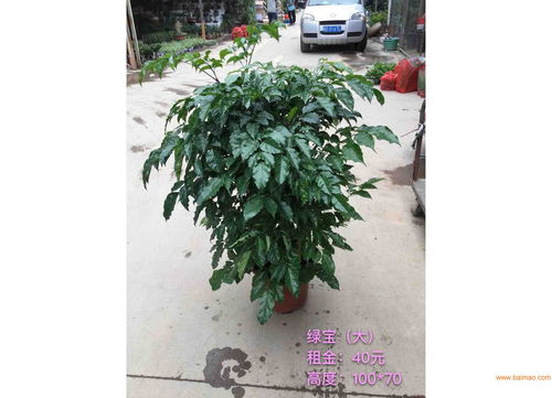 漳州苗木價格 旭璐綠化工程為您提供稱心的苗木花卉,漳州苗木價格 旭璐綠化工程為您提供稱心的苗木花卉生產廠家,漳州苗木價格 旭璐綠化工程為您提供稱心的苗木花卉價格