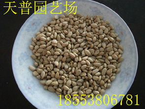 山東枸橘苗1-3年量大批發(fā)價(jià)格、廠(chǎng)家信息與林業(yè)種植指南
