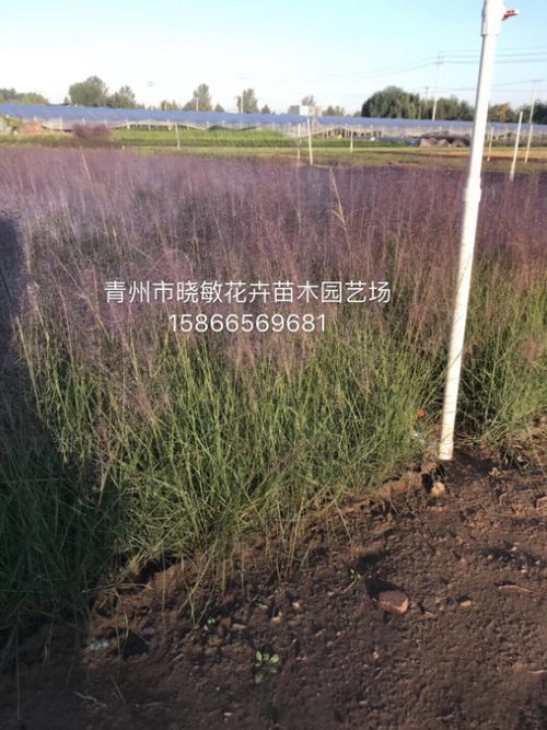 粉黛亂子草花海小苗批發(fā)指南