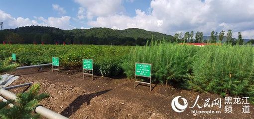 黑龍江省林草局召開現(xiàn)場推進(jìn)會 以花卉種植為支點(diǎn)，撬動產(chǎn)業(yè)興、職工富、生態(tài)美的新型林場建設(shè)