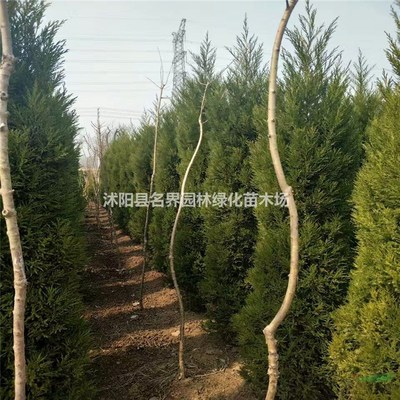 走進(jìn)沭陽縣廣漢園林苗木場 打造綠色生態(tài)的專業(yè)苗木基地